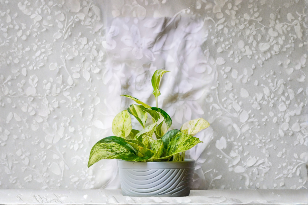 N' Joy Pothos Live Plant in 4-Inch Pot | Epipremnum aureum 'N' Joy' Starter Plant