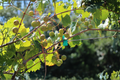Carlos Bronze Muscadine Grape - Vitis rotundifolia Live TC Plant Plug (4–8 in)
