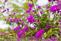 Violet Bougainvillea Starter Plant | Well-Rooted Plug in Container