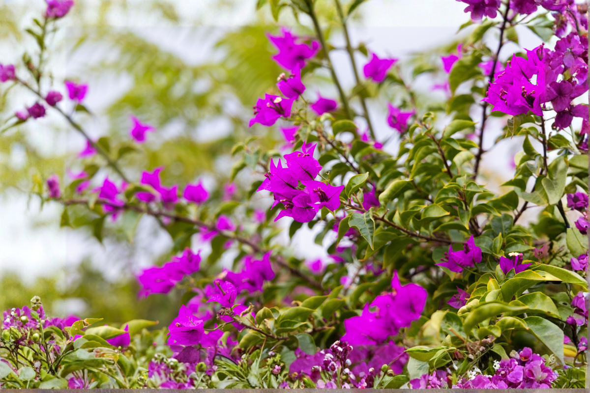 Violet Bougainvillea Starter Plant | Well-Rooted Plug in Container