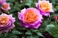 English DeLisSe Rose Seeds - 30 Seeds for Ornamental Garden Roses