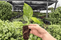Variegated Rhaphidophora Puberula – 2 Live Starter Plants (Puberula)