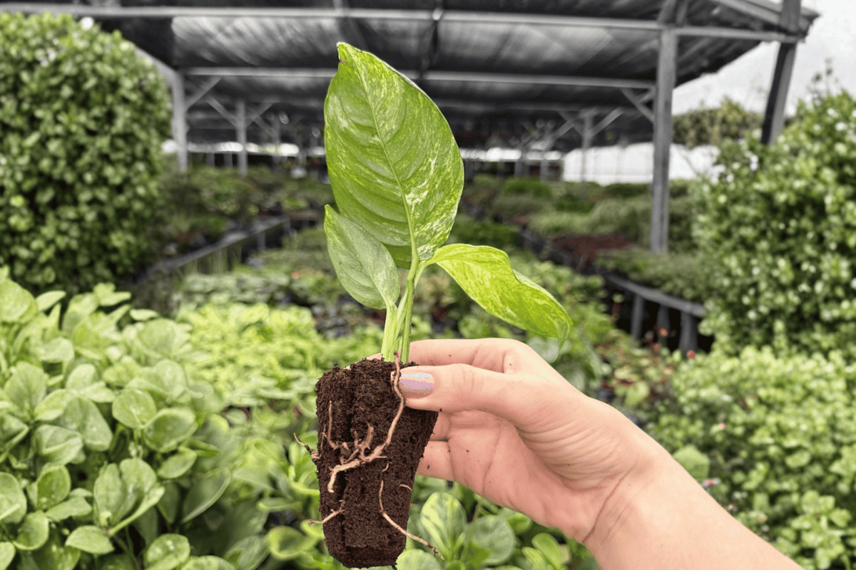 Variegated Rhaphidophora Puberula – 2 Live Starter Plants (Puberula)