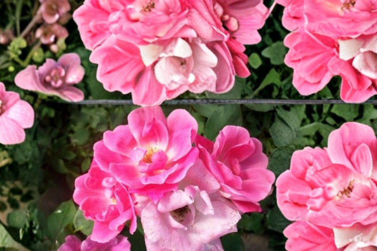 Pink Knock Out Rose Bush 3 Gal Live Plant - Medium Pink Blooms, Full Sun, Low Maintenance