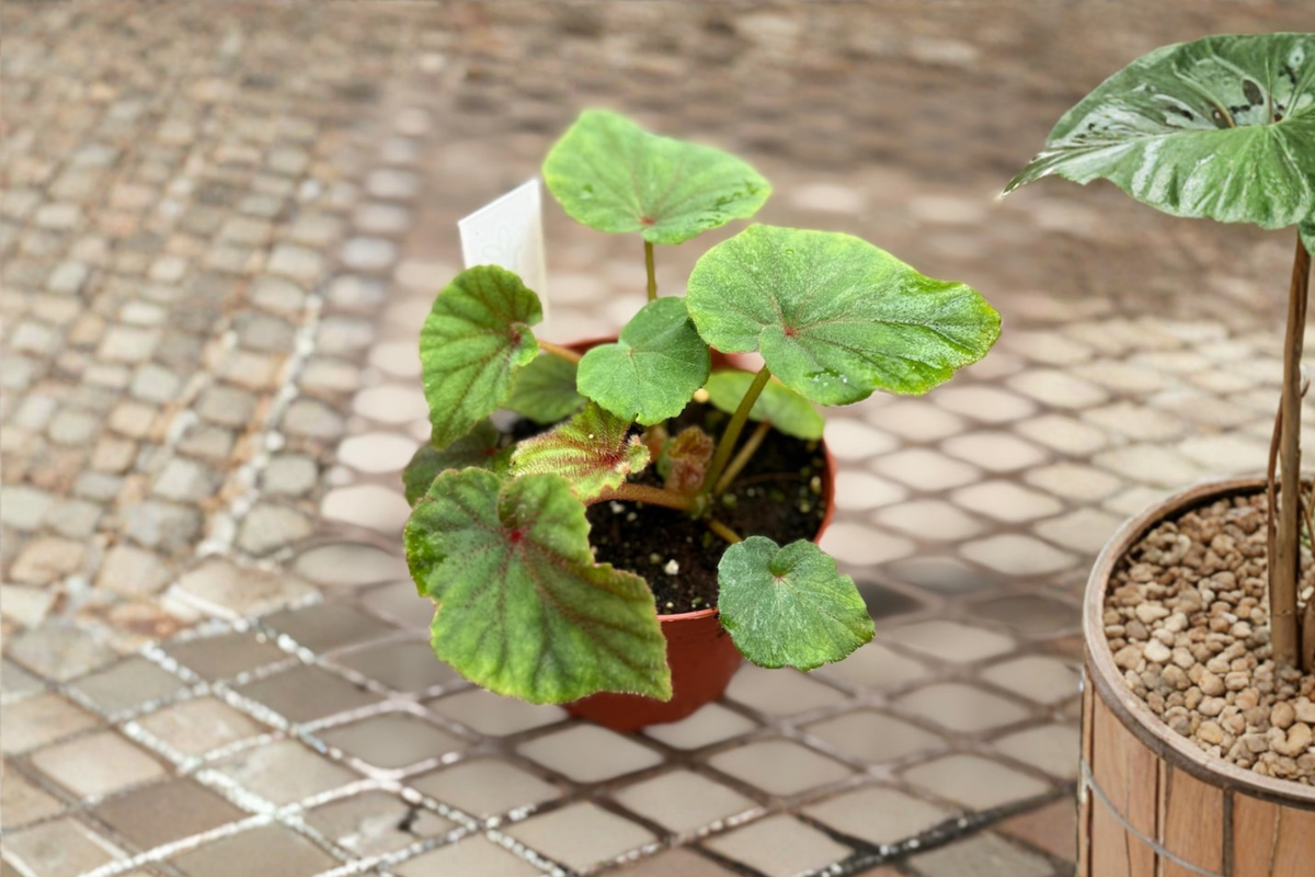 Begonia Sericoneura Lindleyana Live Plant - Rare Rex Begonia in 4 inch Pot