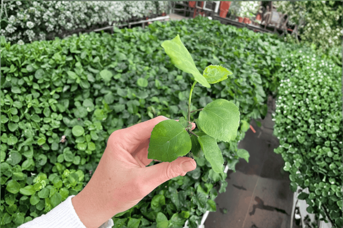 Acapulco Gold Hibiscus Live Starter Plants (2) - Bare Root