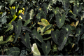 Black Ruffles Elephant Ear Live Plant | Colocasia esculenta 'Black Ruffles' (Unrooted Starter Plant)