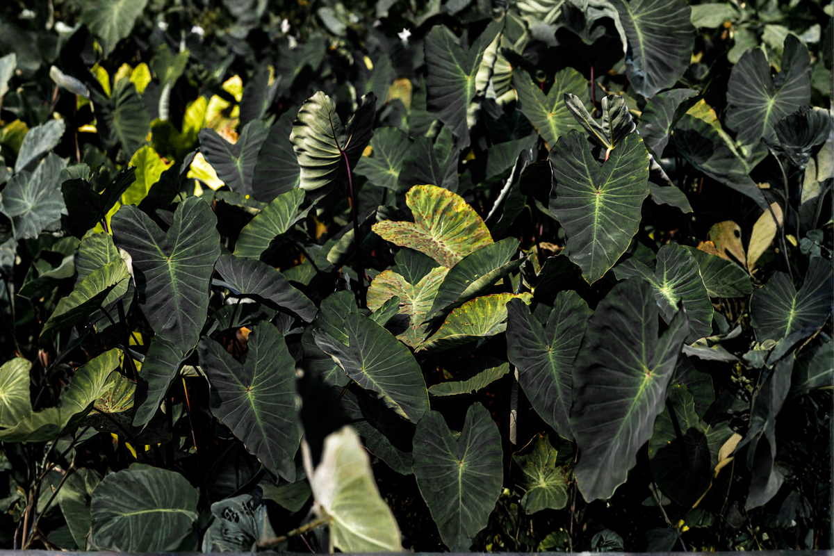 Black Ruffles Elephant Ear Live Plant | Colocasia esculenta 'Black Ruffles' (Unrooted Starter Plant)