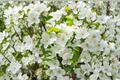 Sugar Tyme Crabapple Tree 4-6 ft – White Flowering Ornamental Malus Sugar Tyme