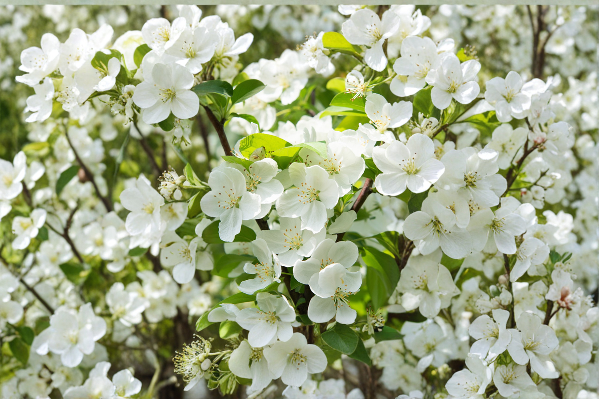 Sugar Tyme Crabapple Tree 4-6 ft – White Flowering Ornamental Malus Sugar Tyme