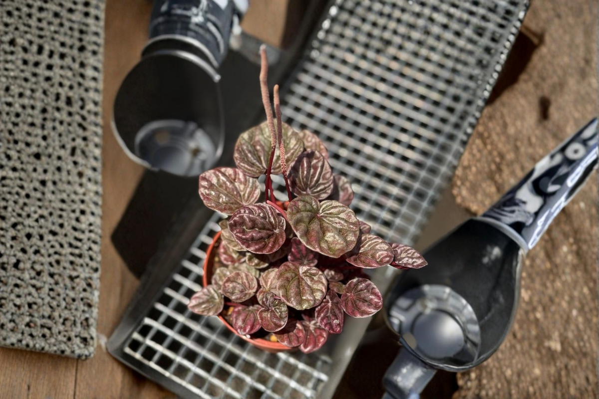 Peperomia Schumi Red Live Plant in 3-Inch Pot | Tropical Houseplant