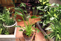 Tiny Dancer Alocasia - Live Tiny Dancer Elephant Ear Plant in 3-Inch Pot