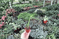 Calathea Zebrina (Goeppertia zebrina) - 2 Live Starter Plants, 2-Inch Pots - Bare Root