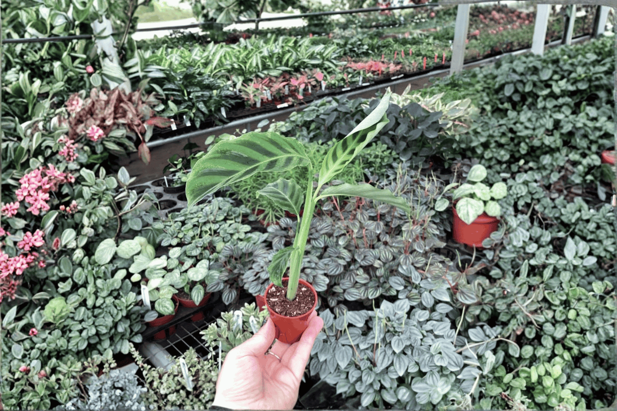 Calathea Zebrina (Goeppertia zebrina) - 2 Live Starter Plants, 2-Inch Pots - Bare Root