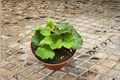 Begonia Oliver Twist - Rex Begonia Live Plant, 4 Inch Pot