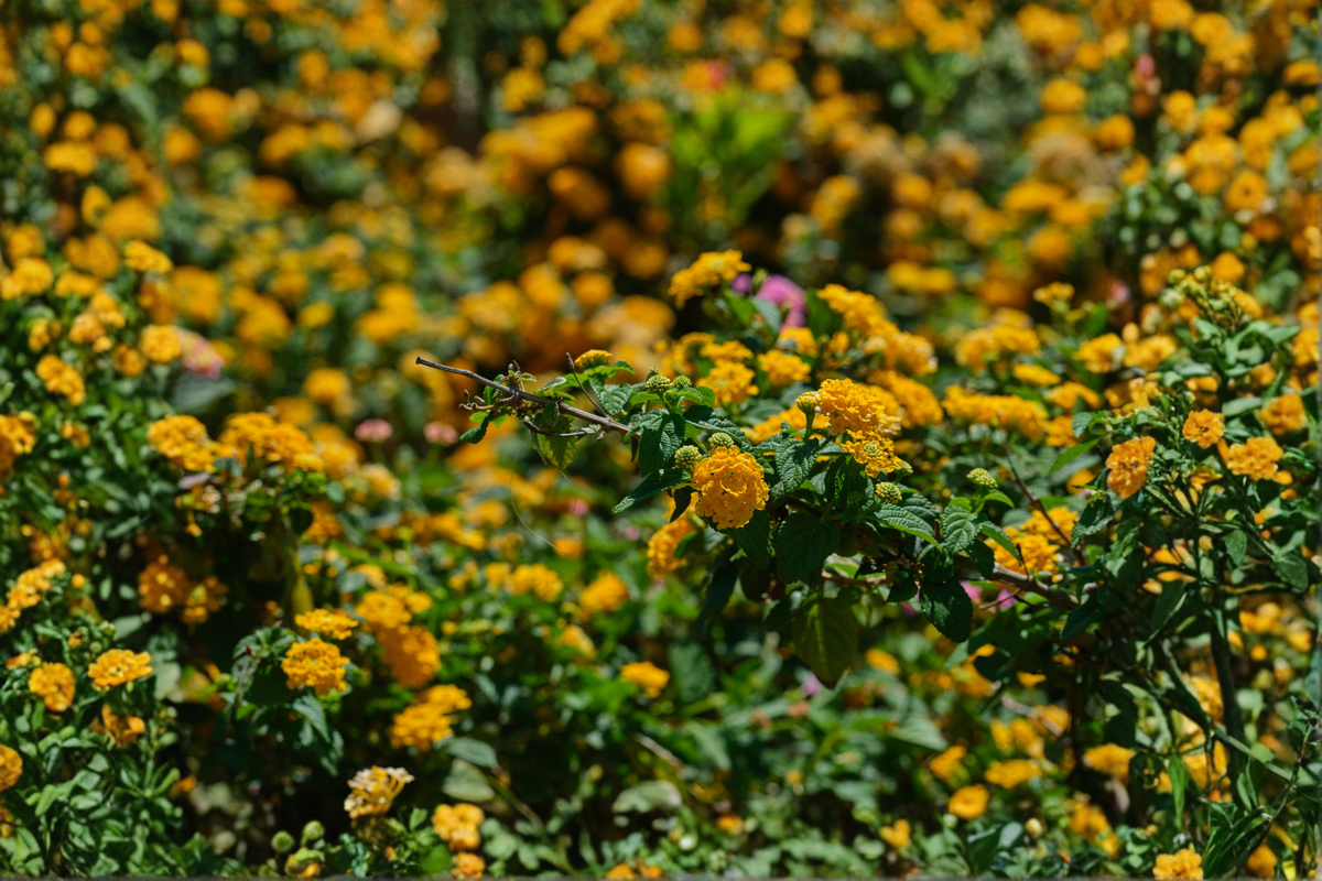 Lemon Drop Lantana Plants (Lantana camara) - 2 Live Plants, 4–6 Inches Tall, Yellow Flowers