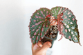 Begonia negrosensis × chlorosticta Tissue Culture Plants – 2 Pack