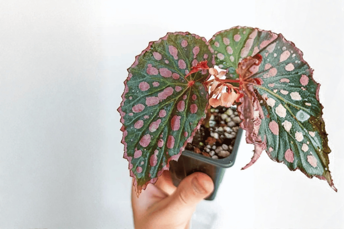 Begonia negrosensis × chlorosticta Tissue Culture Plants – 2 Pack