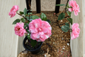 Japanese Camellia Fran Mathis 1 Gallon Live Plant | Camellia japonica Pink Evergreen Shrub
