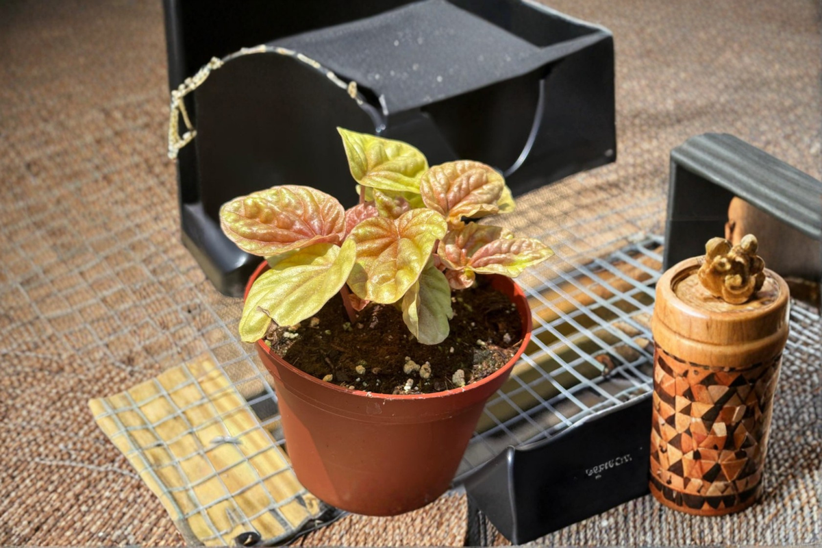 Peperomia Quito | Live Plant in 3-Inch Pot | Red Bronze Tropical Houseplant
