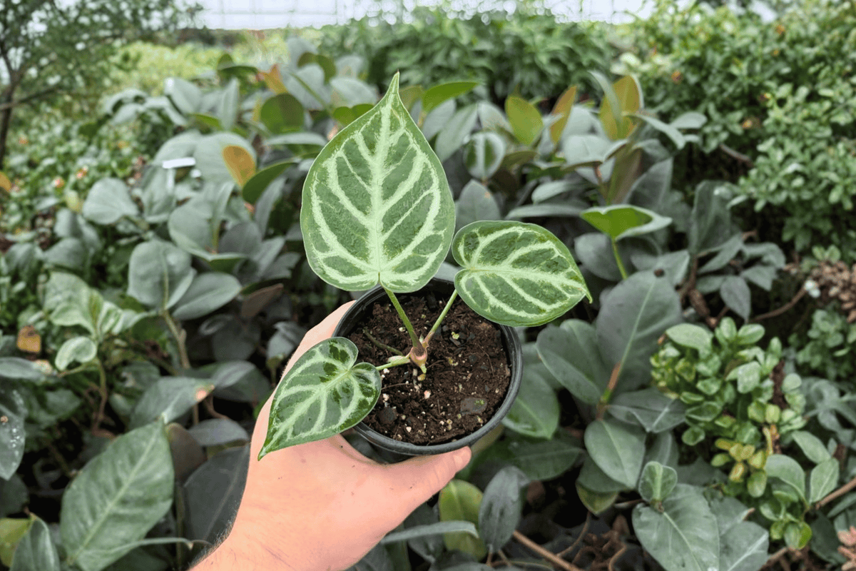 Anthurium Silver Hope x Hoffmanii - 2 Exact Live Plants in 4-Inch Pots