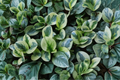 Marble Peperomia Obtusifolia Live Plant – Well Rooted, ~7 in
