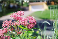 Red Swamp Milkweed (Asclepias incarnata) - 2 Live Starter Plants, 3–8 inches tall