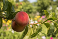 Pacific Pride Nectarine Tree - Grafted Dwarf, 1 Gallon Pot