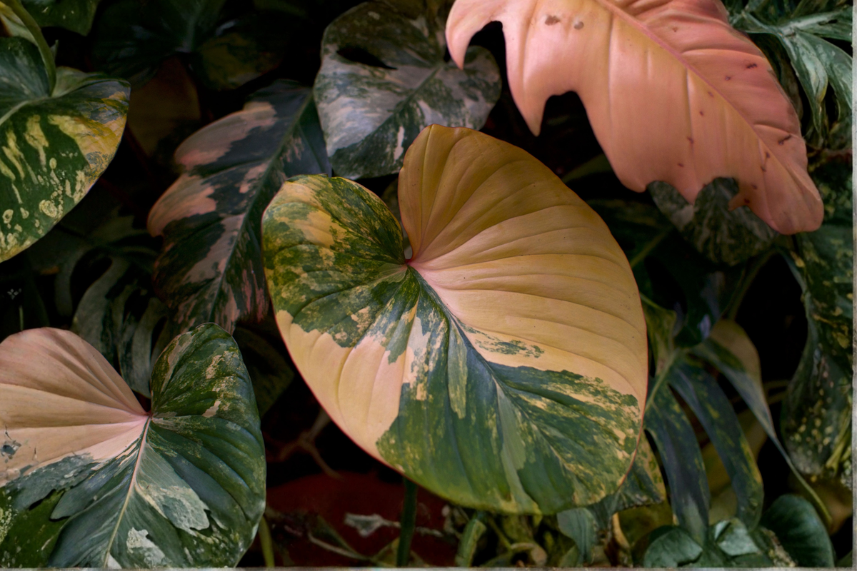 Pink Princess Philodendron Live Plant in 4-Inch Pot | Philodendron erubescens 'Pink Princess'
