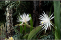 Night Blooming Cereus - Epiphyllum oxypetalum, Rooted Live Plant in 4" Pot