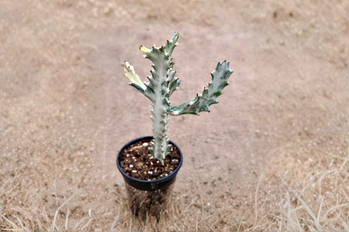 Euphorbia Trigona Ghost Live Plant in 4 inch Pot | White-Green Succulent
