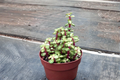 Variegated Elephant Bush Portulacaria Afra - Rooted Live Plant, 3"/4.5" Pot