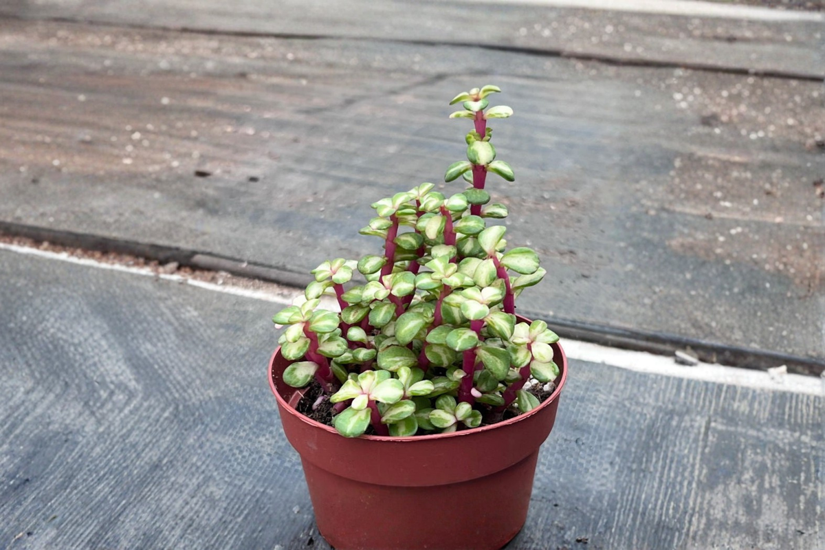 Variegated Elephant Bush Portulacaria Afra - Rooted Live Plant, 3"/4.5" Pot
