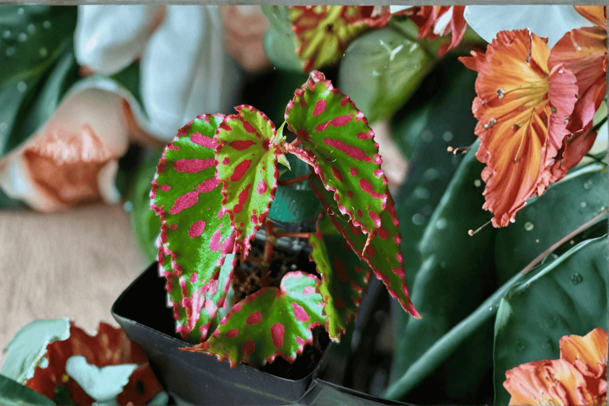 Begonia Pink Lava - 2 Tissue Culture Plants (Unrooted) | Rare Tropical Houseplants