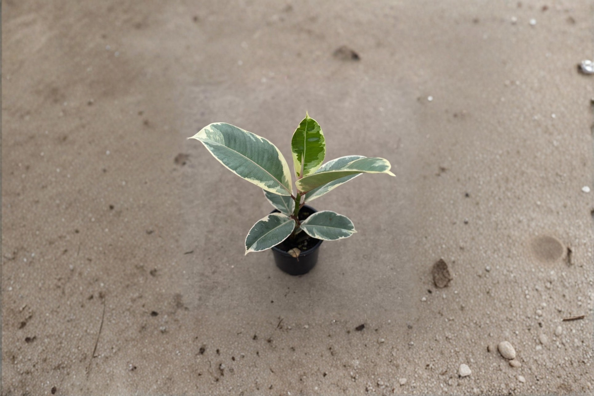 Ficus Tineke Variegated Rubber Plant - 2 Inch Pot Indoor Houseplant