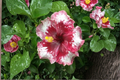 White Red Giant Hibiscus Seeds – 5 Fresh Seeds for Indoor or Outdoor Growing