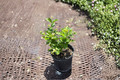 Arabian Jasmine (Sambac Jasmine) Live Plant - 1 Gallon, 6-Inch Pot | Jasminum sambac