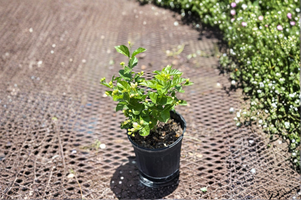 Arabian Jasmine (Sambac Jasmine) Live Plant - 1 Gallon, 6-Inch Pot | Jasminum sambac