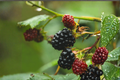 Natchez Blackberry Rubus Natchez Live Plants - 3 Thornless Starter Plants 4-6"