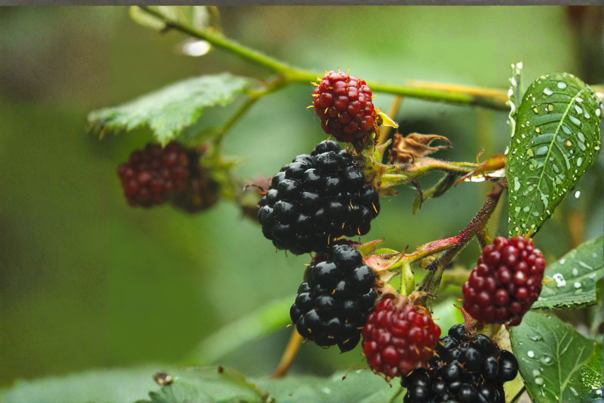 Natchez Blackberry Rubus Natchez Live Plants - 3 Thornless Starter Plants 4-6"