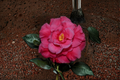 Japanese Camellia Dr. J. C. Raulston - 1 Gallon | Pink Evergreen Flowering Shrub