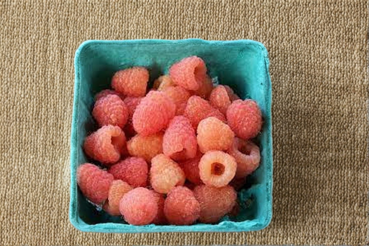 Double Gold Raspberry - 1 Gallon Potted Fruit Bearing Raspberry Bush, Yellow Berry