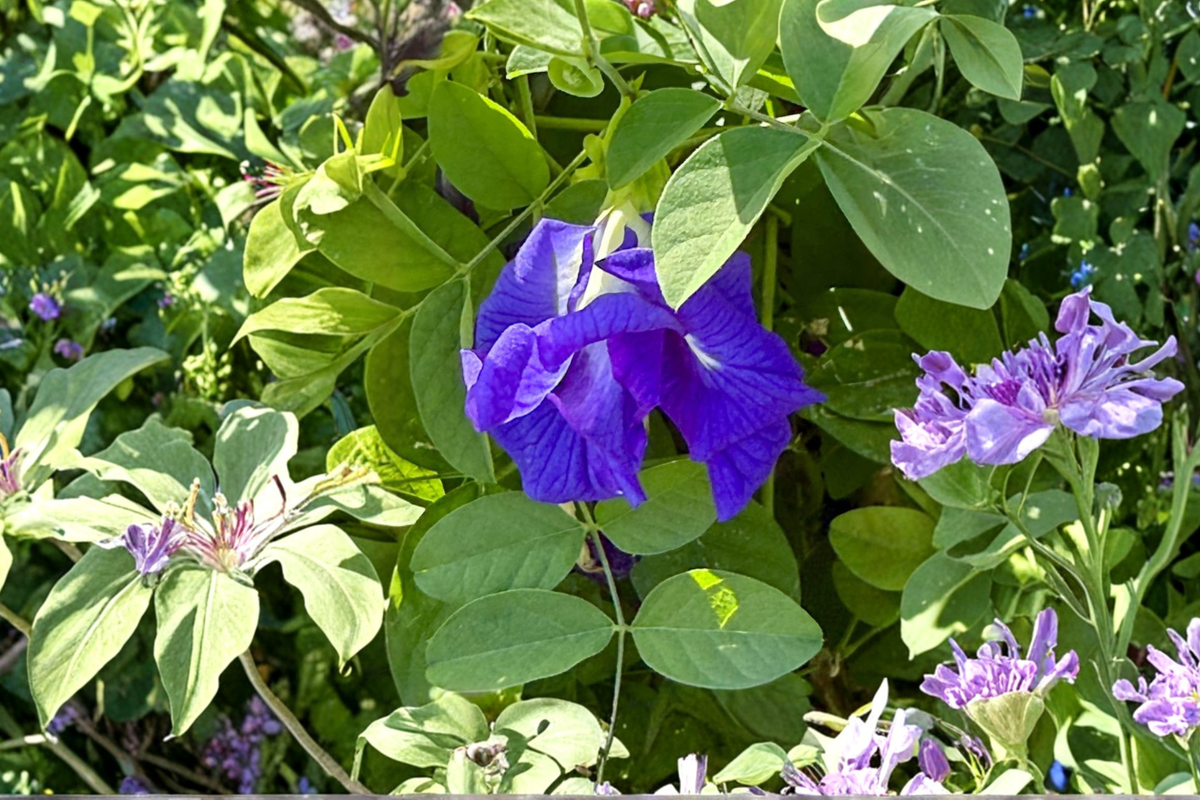 Blue Butterfly Pea Seeds - Clitoria ternatea, 35+ Seeds, Ornamental Climbing Vine