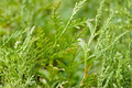 Eastern Red Cedar Juniperus virginiana Seedlings - 10 Live Seedlings