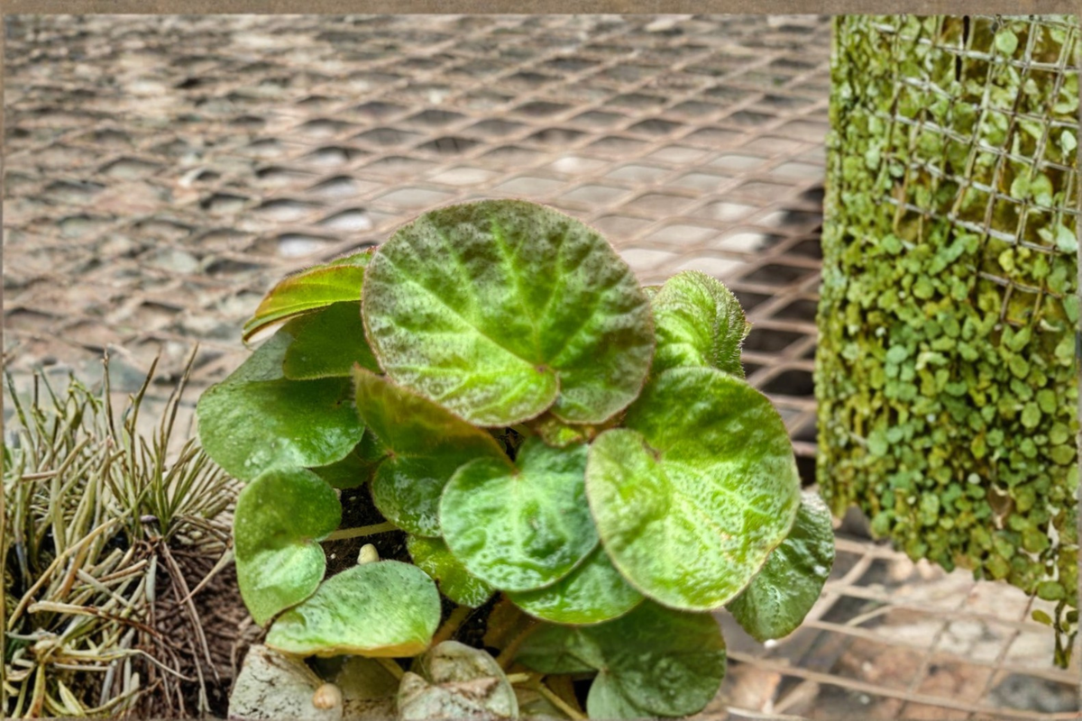 Begonia Manuas Rex Begonia - 4 Inch Live Plant, Red & Green Foliage