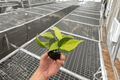 Philodendron Brasil 2 Live Starter Plants | Philodendron hederaceum ‘Brasil’