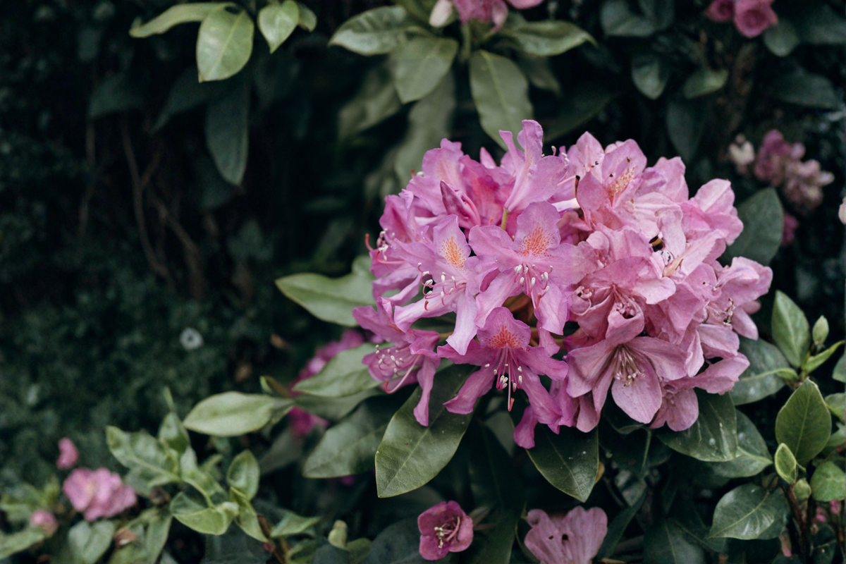 Catawba Boursault Rhododendron Starter Plant (7L) – Live Evergreen Shrub, Shipped Bare-Root