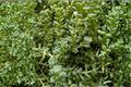 Creeping Sedum Groundcover Live Plants - 50 Pack (1–3" tall) Stonecrop Perennial