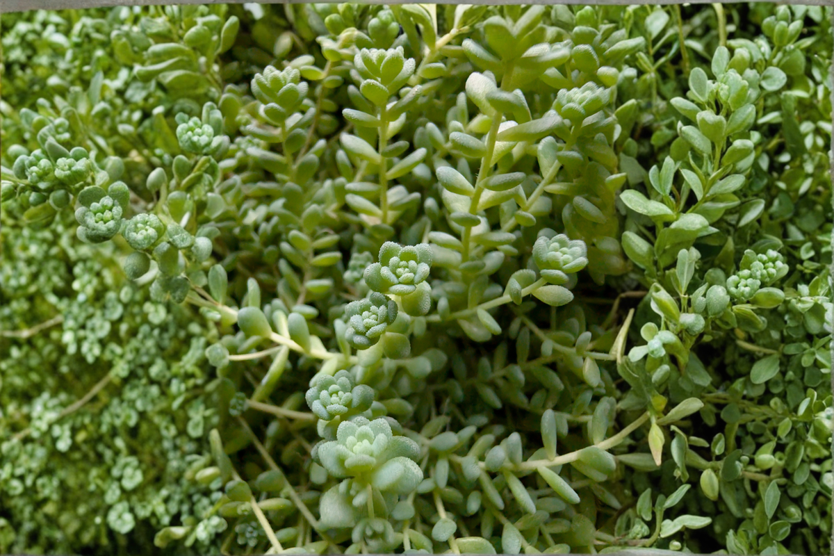 Creeping Sedum Groundcover Live Plants - 50 Pack (1–3" tall) Stonecrop Perennial