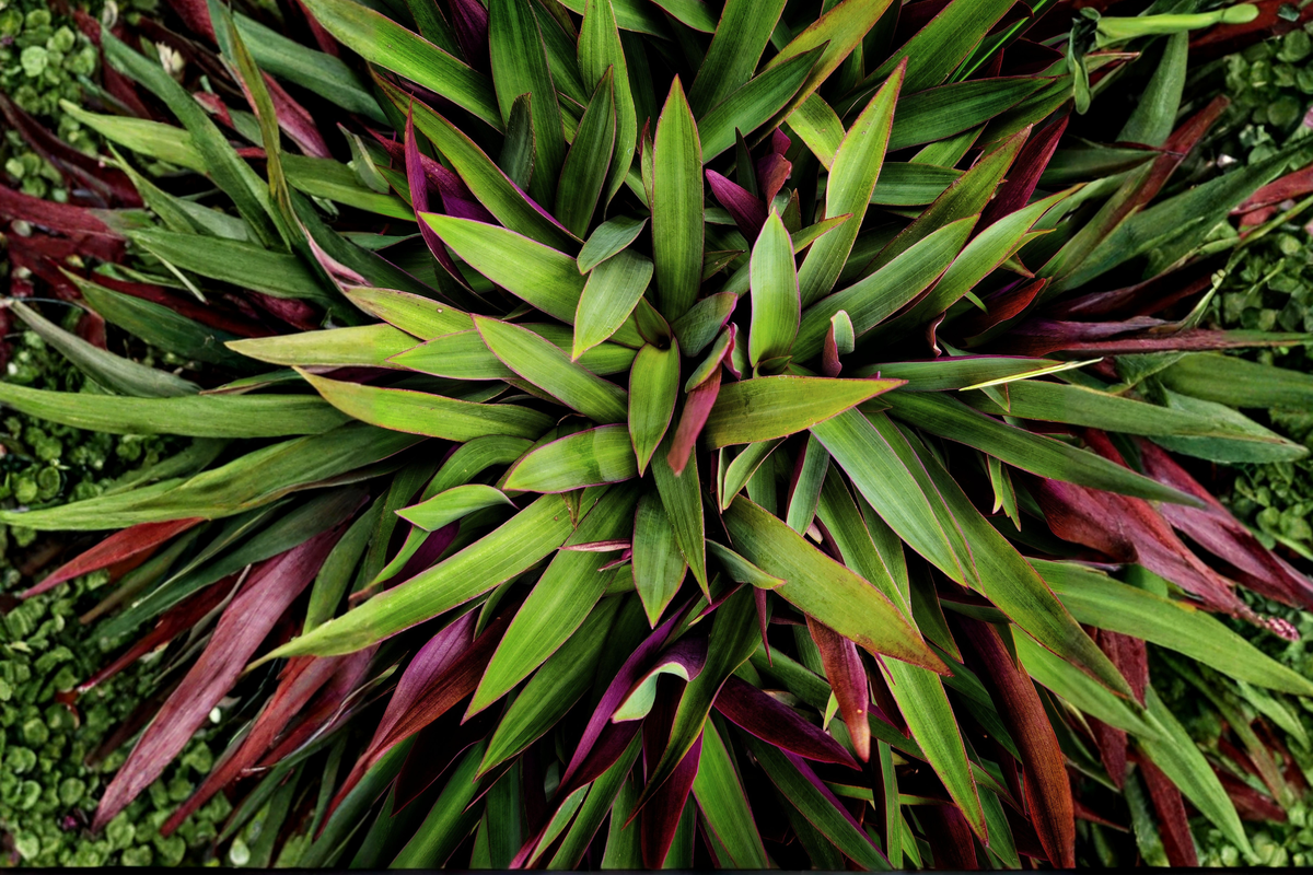 Oyster Plant Moses in the Cradle (Tradescantia spathacea) - 5 Live Rooted Plants